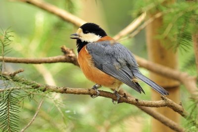 Japan Bird: In Spring Time