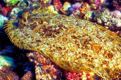 Flatfish