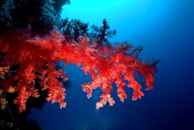 Backlite Soft Coral 