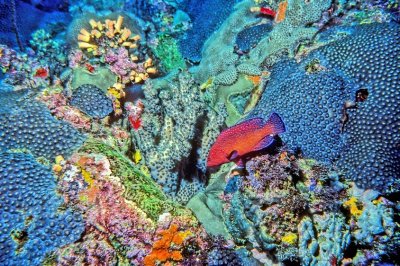 Blue Lagoon Corals 