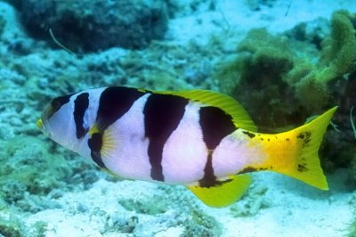 'Plectropomus laevis'Blacksaddled coralgrouper 