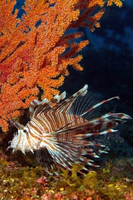 Lionfish Under Gorgonian 
