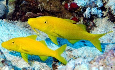 Yellow Goatfish 'Parupeneus cyclostomus', xanthic phase