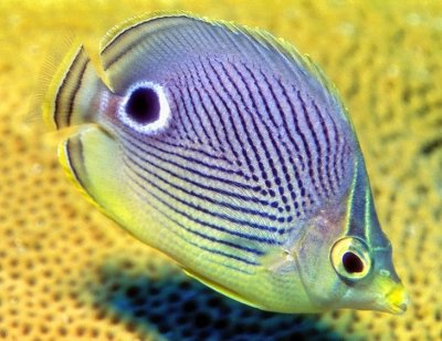Four Eyed Butterflyfish 'Chaetodon capistratus', Close 