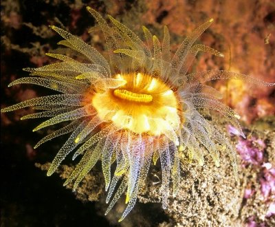 Yellow Mouth Coral,'Cladopsammia gracilis' 