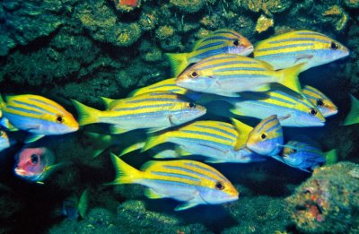 Bluestripe Snapper, 'Lutjanus kasmira' Inside Cave