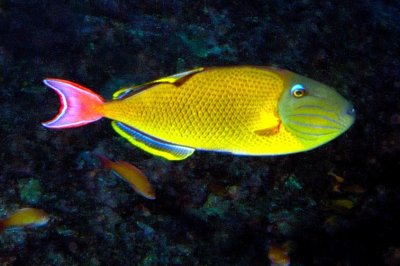 Redtail Triggerfish 'Xanthichthys mento' 