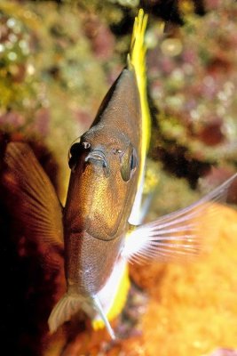 Pyramid Butterflyfish Frontal