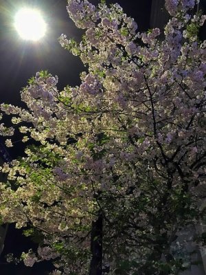 Sakura Dream of a Spring Night...