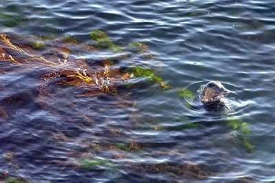 Seal Emerging From Kelp