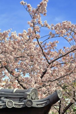 A Japanese Scene: Roof and Sakura