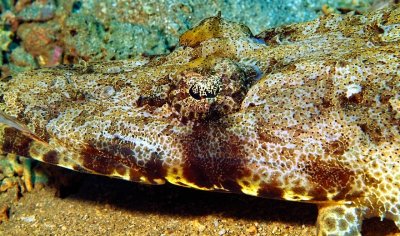 Crocodilefish 'Papilloculiceps longiceps' 