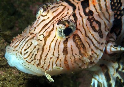 Lionfish's Mouth 