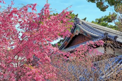 Sakura and House