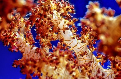 Soft Corals, ('Dendronephthya sp.')