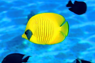 Yellow Butterflyfish and Friends