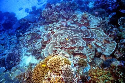 A Once Beautiful Coral Reef 