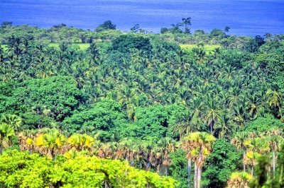 Trees of Sao Tome