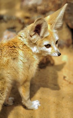 Litle Smart Fox