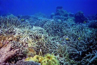 Staghorn Corals at the Bay, Alive