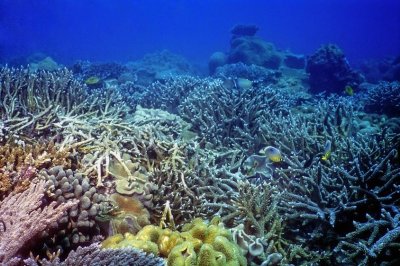 Staghorn Corals at the Bay, Alive 