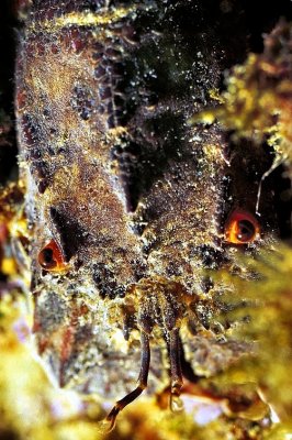 Eyes of Grilo, The Small Sliper Lobster 'Scyllarus arctus'