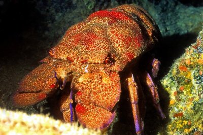 Cavaco, the Slipper Lobster, 'Scyllarides latus'