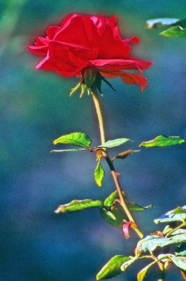 Name of the Rose 