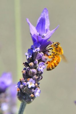 Bee On Rosemary