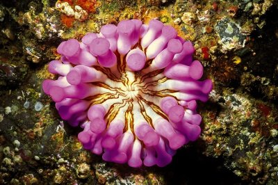 The Pink Anemone of My Life