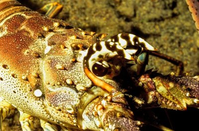Atlantic Lobster,  'Panulirus argus'