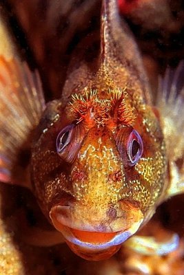 Caboz Frontal: Rock Goby, Gobius paganellus