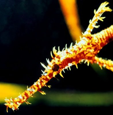 Ornate Gost Pipefish, 'Solenostomus paradoxus'