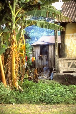A Most Typical View: Old House, New Wooden Shed, Banana Trees