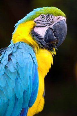 Parrots Face