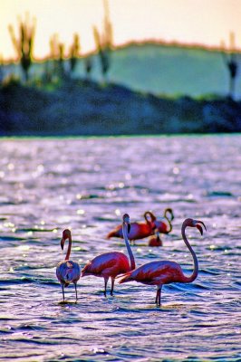 Flamingoes at Sunset