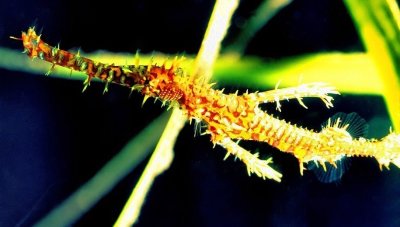 Ghost Pipefish Last