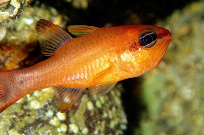 Apogon - Cardinalfish,' Apogon imberbis'