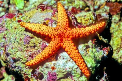 Fromia Starfish 