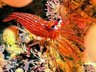 Monaco Shrimp 'Lysmata seticaudata'