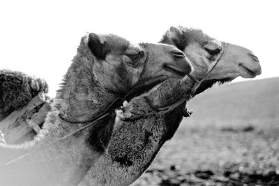 The Camel Pair, B&W