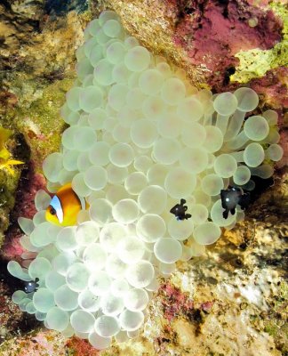 Clownfish Family on White Anemone 