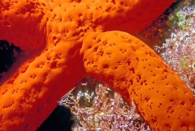 Orange Starfish Detail 