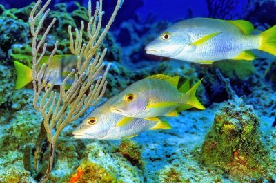 Schoolmaster Snapper 'Lutjanus apodus'