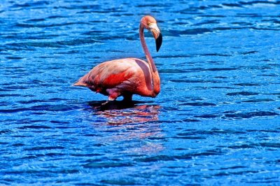 Placid Flamingo In High Tide 