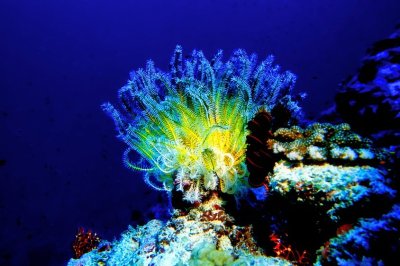 Yellow Crinoid in the Blue