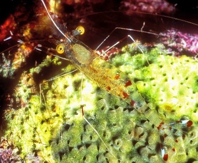Yellow Eyed Shrimp, Urocaridella sp.
