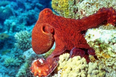 Red Sea, Red Octopus 