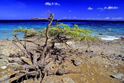 Tree With A View