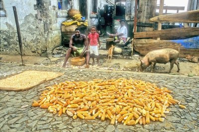 Waiting Corn To Dry 